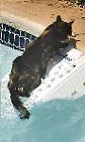 Cat using Skamper Ramp for pet pool protection 