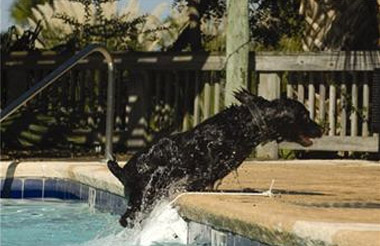 Skamper Ramp for pet pool protection in use