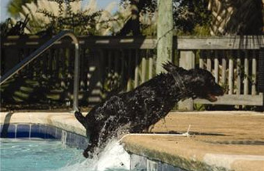 Skamper Ramp for pet pool protection in use Skamper Ramp for pet pool protection in use