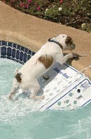 Dog using Skamper Ramp for pet pool protection 