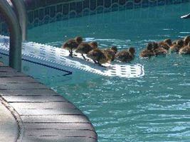 Ducklings using Scamper Ramp