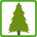 Red pine Red pine