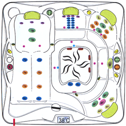 Schema orchidée